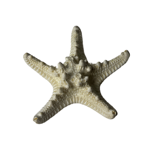 Decor - Starfish - Small Size